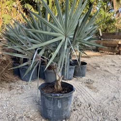Palm Tree