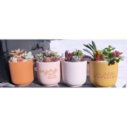Succulent Pots