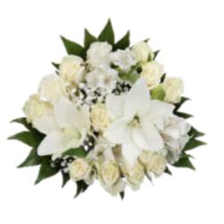 2 Paloma’s Blancas