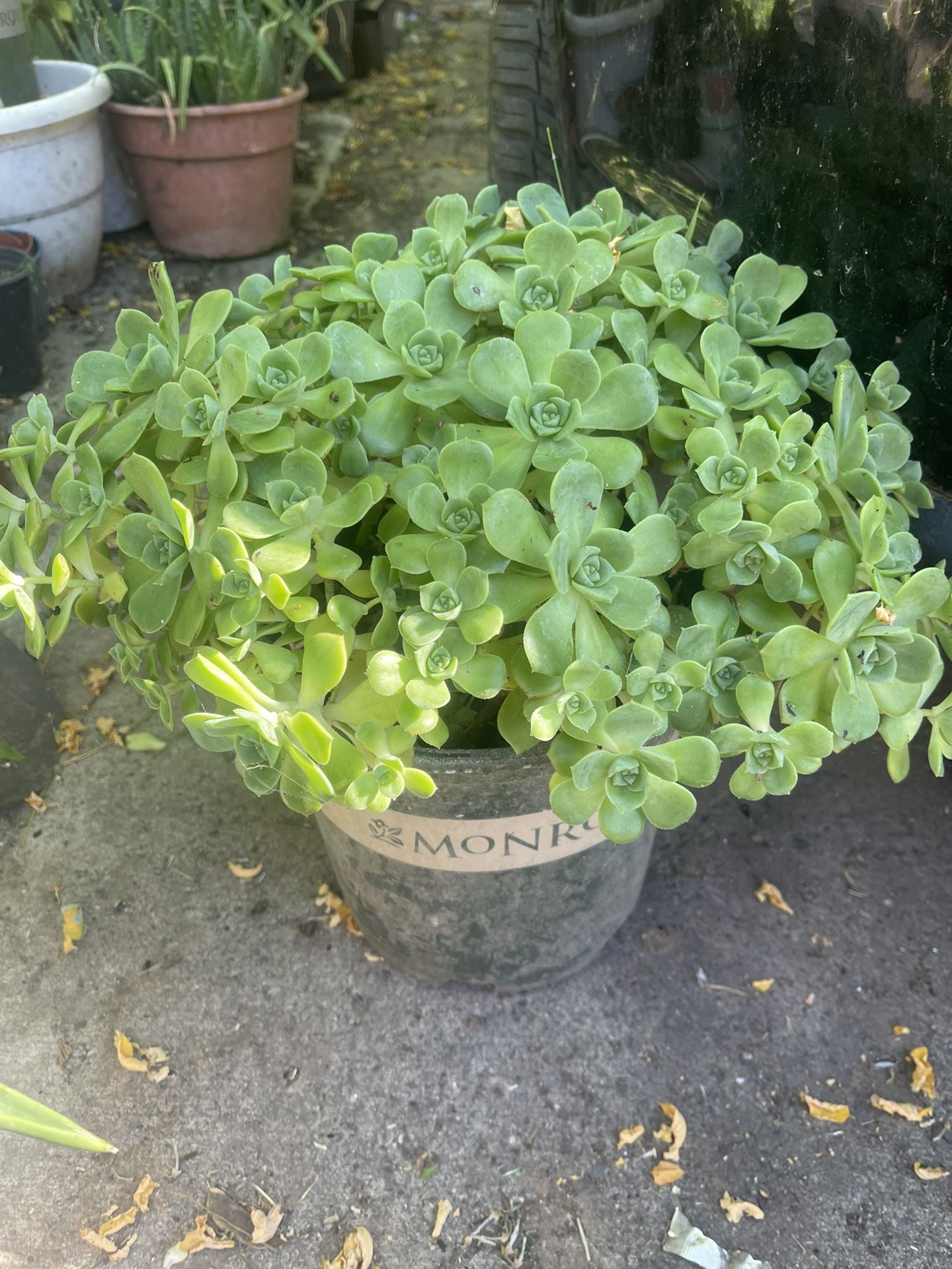 Succulent Plant $8