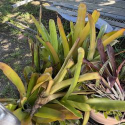 Bromeliads 
