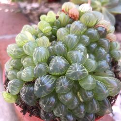 Rare Alien Eggs Succulent Plant