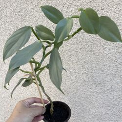 Beautiful Philodendron Silver Sword Plant 