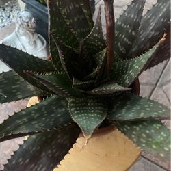 ALOE PLANT