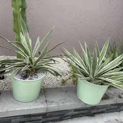 5 Gal Caribbean Agave