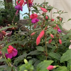 Fuchisia Plant 6in Pot