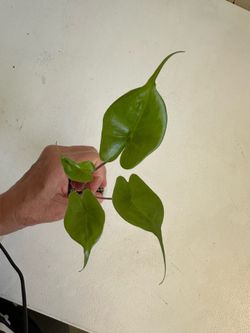 Alocasia