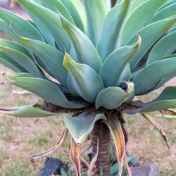 Cactus Succulents Foxtail Agave Plants STARTING AT $15