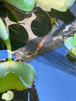 Butterfly Koi Pond Garden Decoration