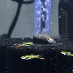 Key Lime Green Endler Aquarium