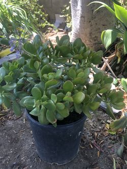 Ornamental plant