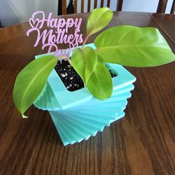 Mothers Day plants sale🪴