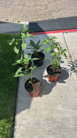 Chilies  $5 Ea