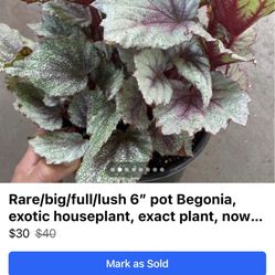 Rare/big/full/lush 6” pot Begonia, exotic houseplant, exact plant, now$30/was$40 Price Firm; 95820