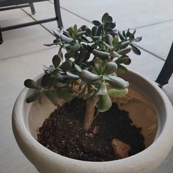 Jade Plant