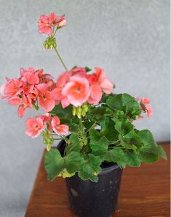 Crane’s bill flower / Geranium / Geranio Flor