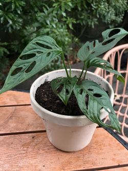 Monstera Andasonii - Monkey Mask Plant