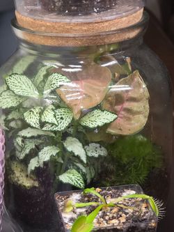 Brand new terrarium from Home Depot
