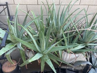 Giant aloe vera plants