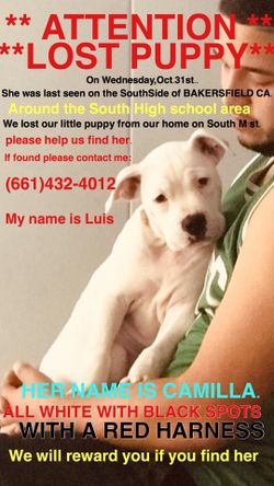 ***Lost Puppy **