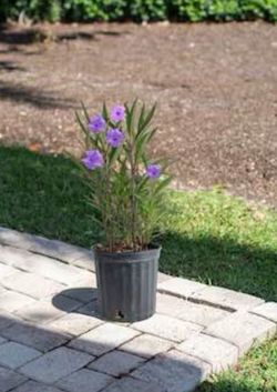2 -Gallon Ruellia Flowering Shrub
