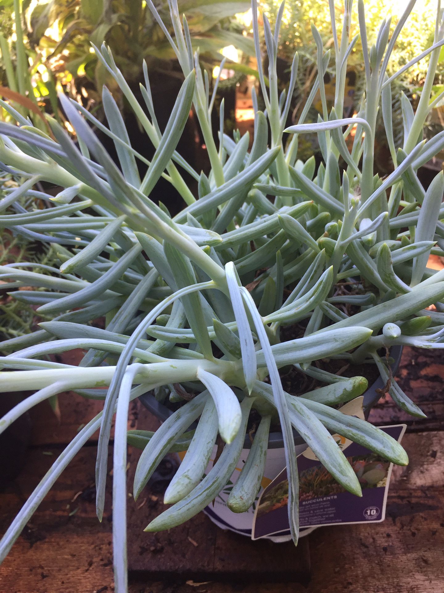 Succulent
