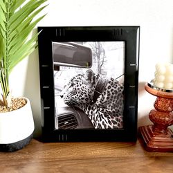 Wild Cat in the City Panther Cheetah Leopard Collar Car B/W Canvas Framed Print