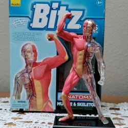 Bitz 4D Human Science Anatomy Model