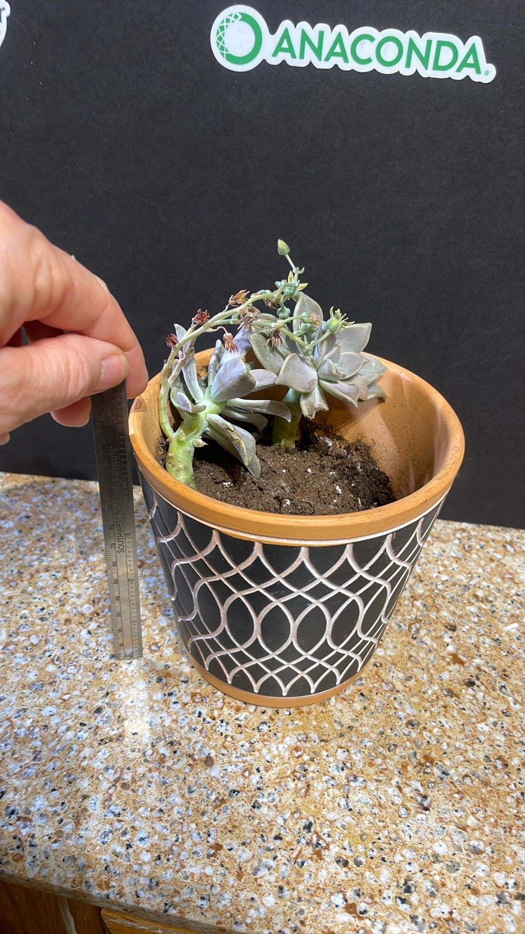 Live Succulent Plant Gift For Any Occasion 
