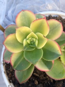 Succulent Plant Suculenta  
