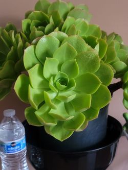 ORGANIC GIANT FLOWER AEONIUM SUCCULENT PLANT.