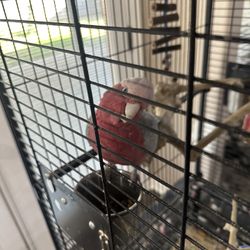 Bird Cage 