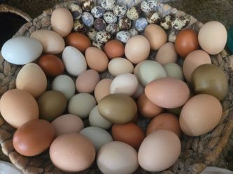 Fresh chicken and quail eggs