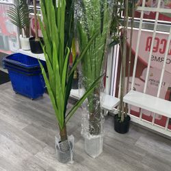 2pcs Haiphong Palm 4 Feet Tree