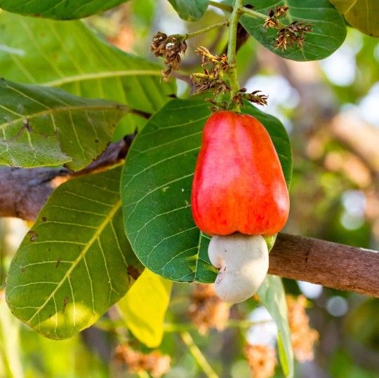 Cashew Airlayered Trees 🌳 7gal Arboles De Marañon Injertados 7gal