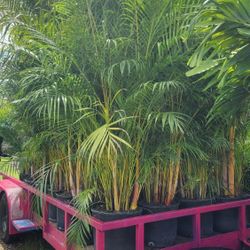 Spectacular Arecas Palms For Inmediate Privacy!!! Fertilized!!! 6 Feet Tall 
