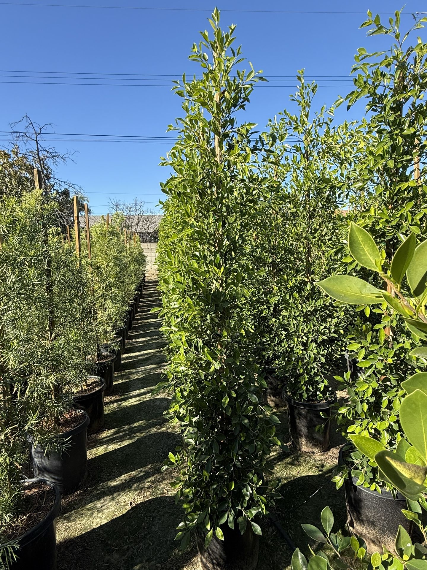 Ficus Nitida Indian Laurel Privacy Hedge