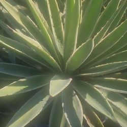 Agave Angustifolia Variegata 