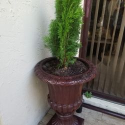 Plant Pot