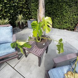 Monstera Deliciosa – Beautiful Indoor Plant 🌿