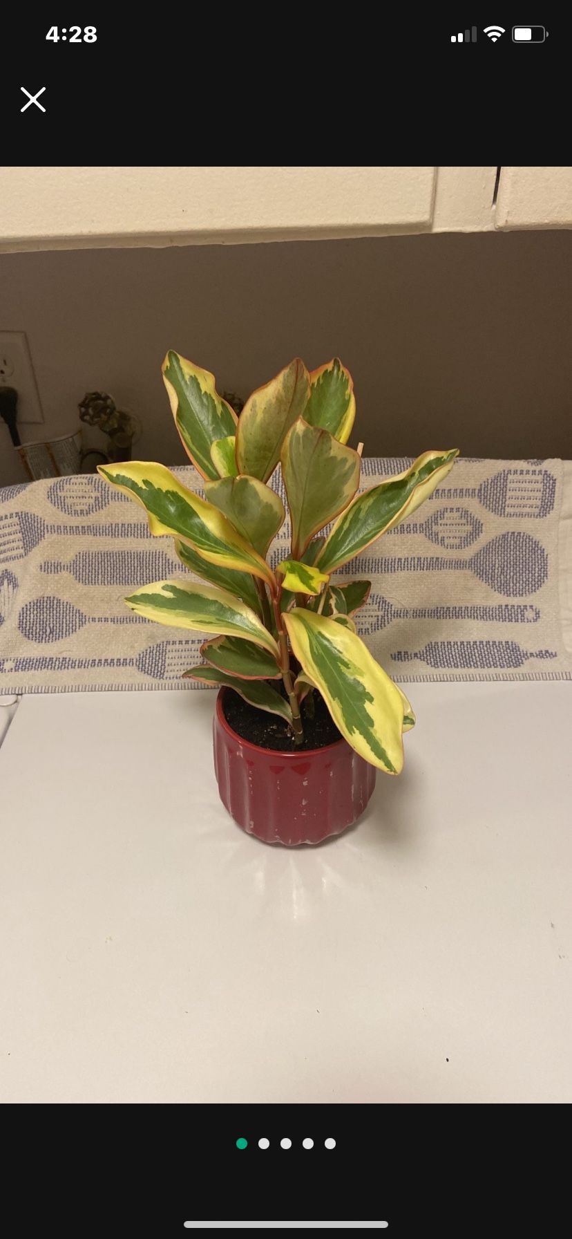 Healthy Growing Pink Marble Peperomia In Glazed Ceramic Pot