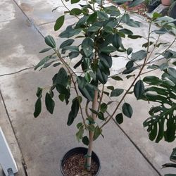 Ficus