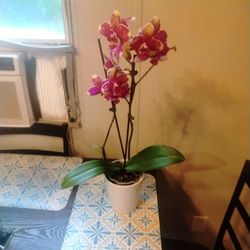 Orchid Flower Plant