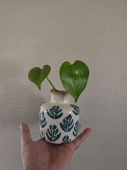 Live Plant Monstera