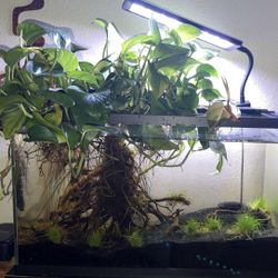 Riparium & Aquarium - 15 Gal 