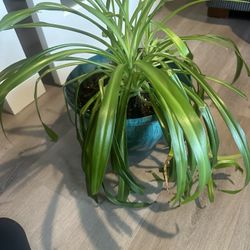 Spider Plant