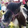 Pony Rental