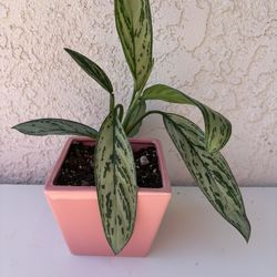 Aglaonema Silver Queen