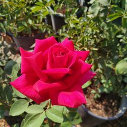Rose Bush
