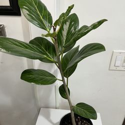 Ficus Audrey